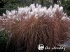 Miskantas kininis ,Dronning Ingrid' (lot.  Miscanthus sinensis)